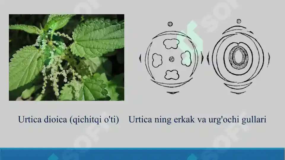 Qichitqigullilar tartibi, qichitqidoshlar va nashadoshlar oilalarining vakillari, tuzilishi va ahamiyati. Taqdimot, 16 bet 5