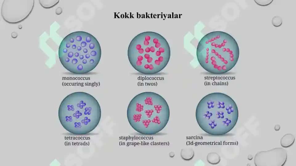 Yiringli yallig'lanish kasalliklarni keltirib chiqaruvchi mikroorganizmlar meningokokklar, pnevmokokklar keltirib chiqaradigan kasalliklarning laboratoriya tashxisi. Sifatli taqdimot 24 bet. 4