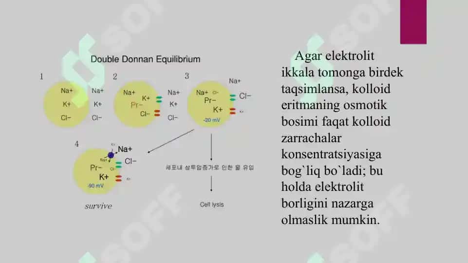 17. Donnanning membrana muvozanati. Taqdimot 16 bet. 5