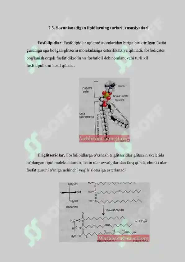 Sovunlanadigan lipidlar.  Yog’larning xossalari. Referat 17 bet 7