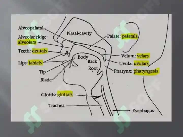 Classification of consonants 5