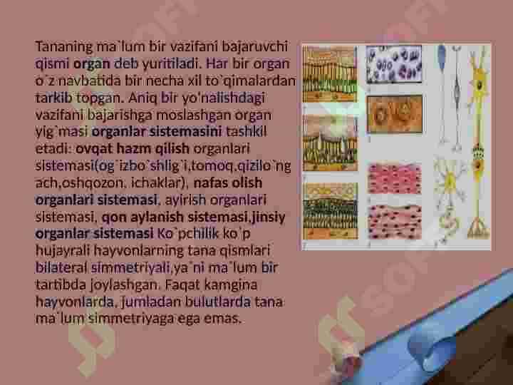 Ko’p hujayrali hayvonlarning kelib chiqishi nazariyalari 3