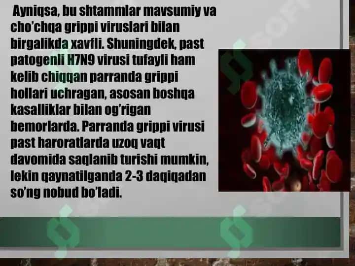 Parranda va Cho'chqa grip grippi 6