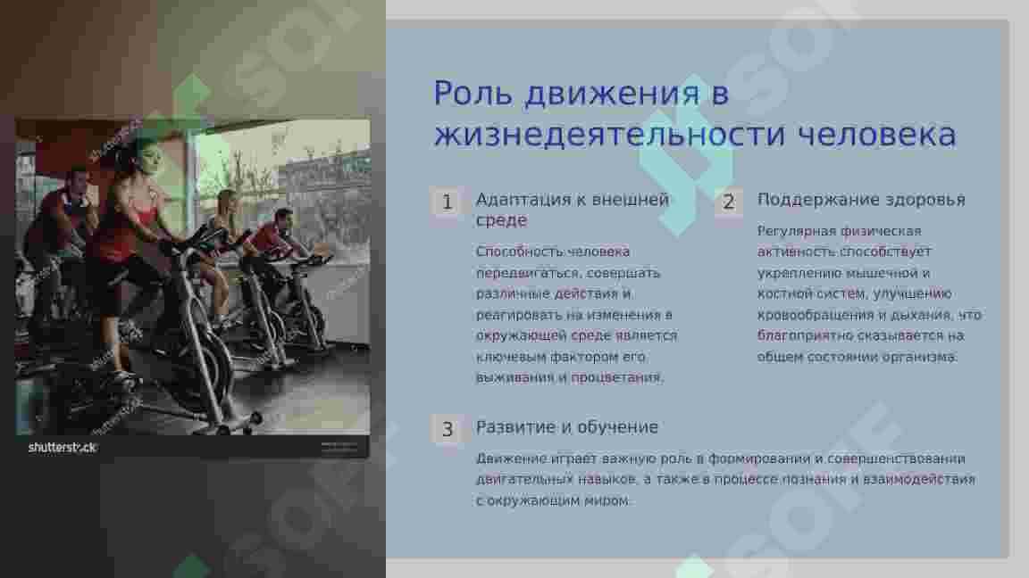 ФУНКЦИИ ОПОРНО – ДВИГАТЕЛЬНОЙ СИСТЕМЫ. 2