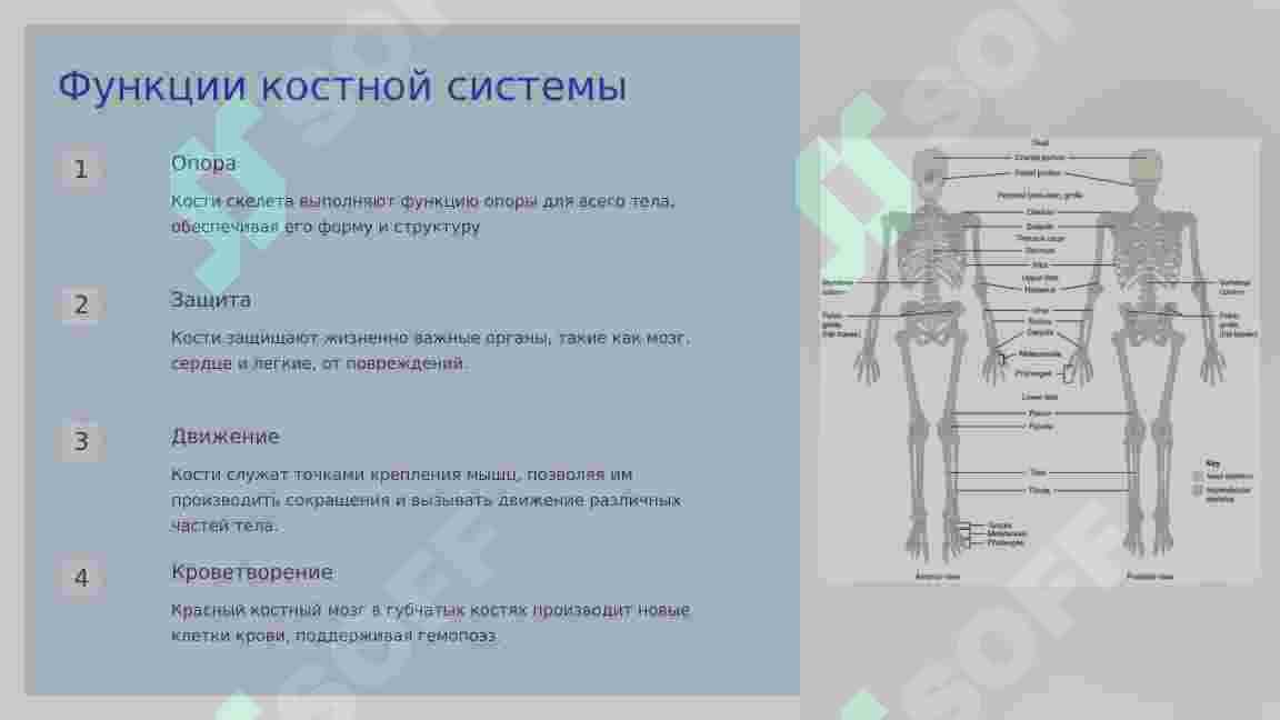 ФУНКЦИИ ОПОРНО – ДВИГАТЕЛЬНОЙ СИСТЕМЫ. 5
