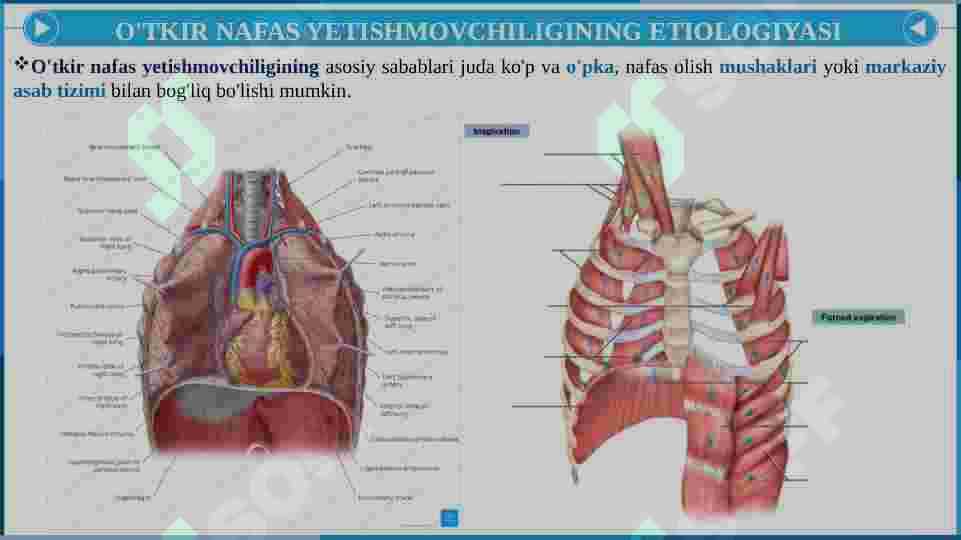 O'TKIR VA SURUNKALI NAFAS YETISHMOVCHILIGI 8