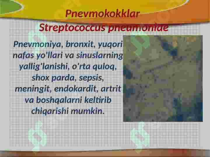 SHARTLI PATOGEN ANAEROB KOKKLARNI ( PEPTOKOKKLAR , PEPTOSTREPTOKOKKLAR , VEYLONELLALAR ) . 4