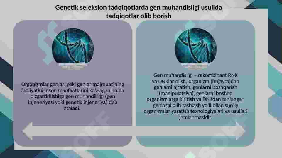 GENETIK SELEKSION TADQIQOTLARDA GEN MUHANDISLIGI USULIDA TADQIQOTLAR OLIB BORISHSELEKSIYANING ASOSIY USULLARI BO’LGAN DURAGAYLASH, EKSPERIMENTAL MUTAGENEZ, GEN MUHANDISLIGI USULLARINI QIYOSIY TAHLIL. 3