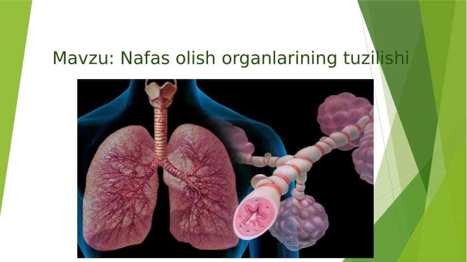 Nafas olish organlarining tuzilishi