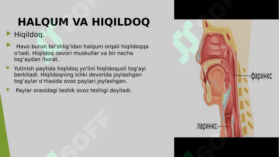 Nafas olish organlarining tuzilishi 4