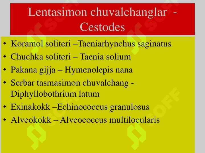 Tasmasimon chuvalchanglar 6