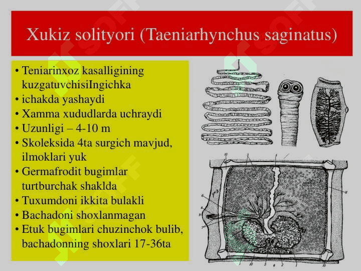 Tasmasimon chuvalchanglar 8