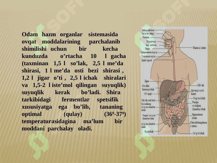 Ovqat hazm qilish sistemasi 2