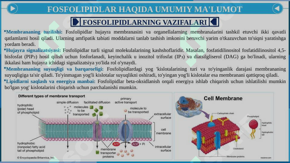 FOSFOLIPIDLAR ALMASHINUVI BUZULISHI 6