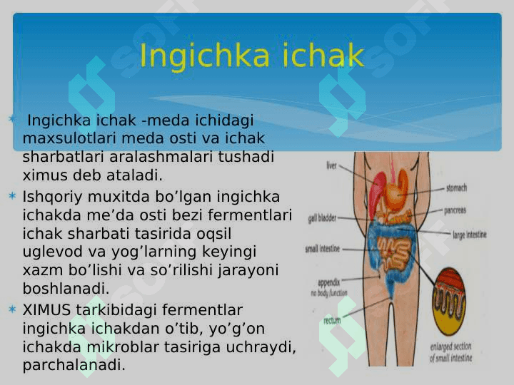 BOLALARDA HAZM  TIZIMI  ANATOMO -FIZIOLOGIK XUSUSIYATI. ICHAKLARNING ANATOMO -FIZIOLOGIK XUSUSIYATI. 3