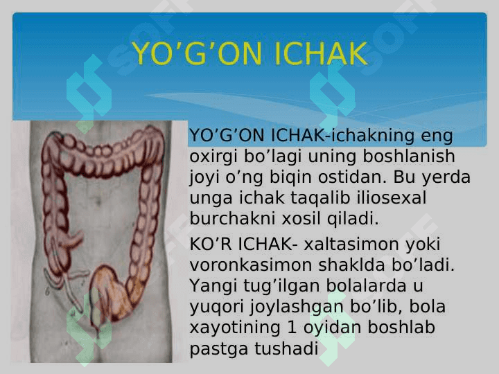 BOLALARDA HAZM  TIZIMI  ANATOMO -FIZIOLOGIK XUSUSIYATI. ICHAKLARNING ANATOMO -FIZIOLOGIK XUSUSIYATI. 4