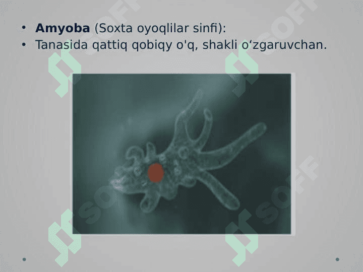 Umurtqasiz hayvonlar 4