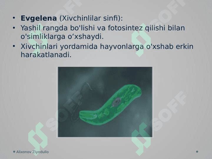 Umurtqasiz hayvonlar 5