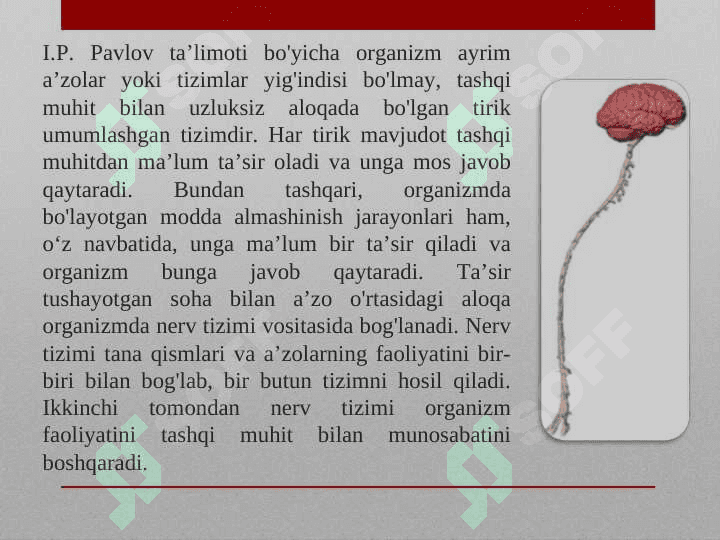 Nerv sistemasining tuzilishi 2