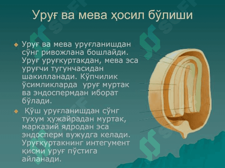 PDF.Ўсимликлар анатомияси ва  морфологияси . Уруғ ва меваларни тузилиши 3