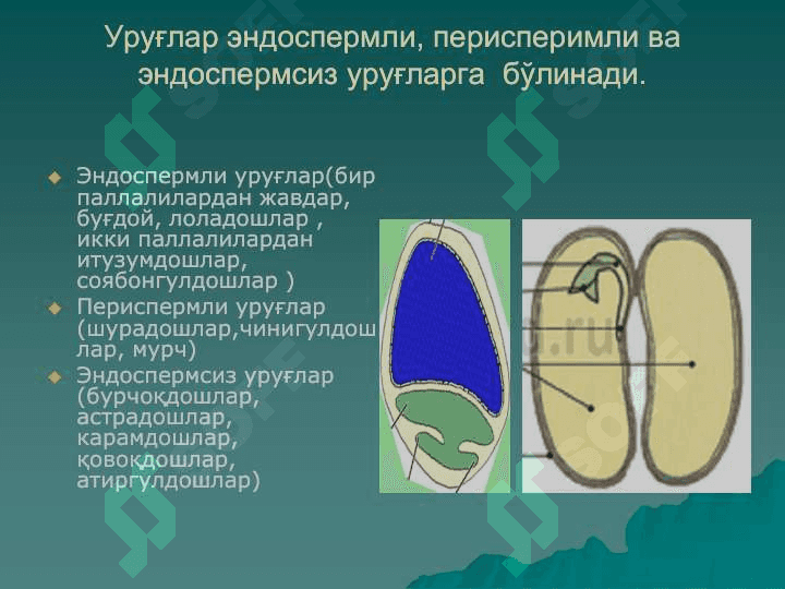 PDF.Ўсимликлар анатомияси ва  морфологияси . Уруғ ва меваларни тузилиши 4