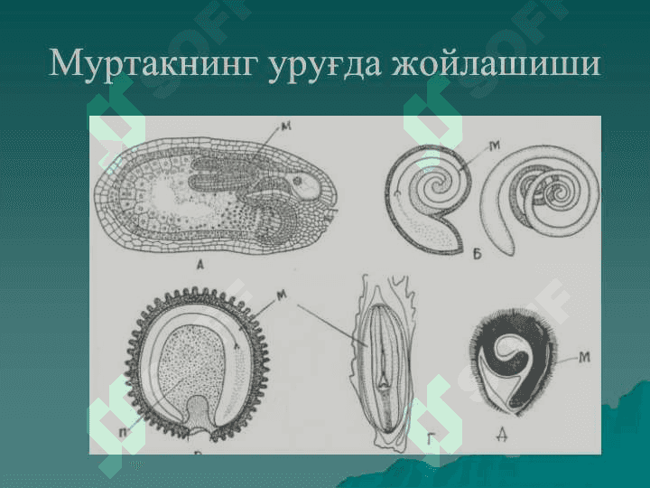 PDF.Ўсимликлар анатомияси ва  морфологияси . Уруғ ва меваларни тузилиши 5