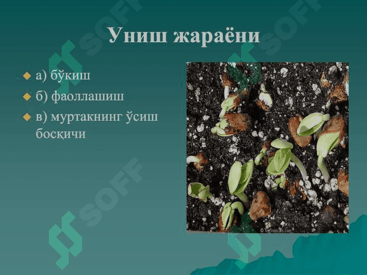 PDF.Ўсимликлар анатомияси ва  морфологияси . Уруғ ва меваларни тузилиши 7