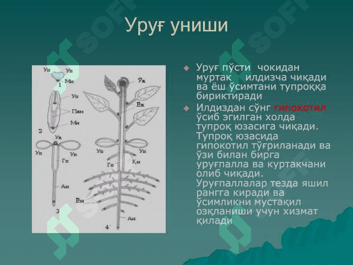 PDF.Ўсимликлар анатомияси ва  морфологияси . Уруғ ва меваларни тузилиши 8
