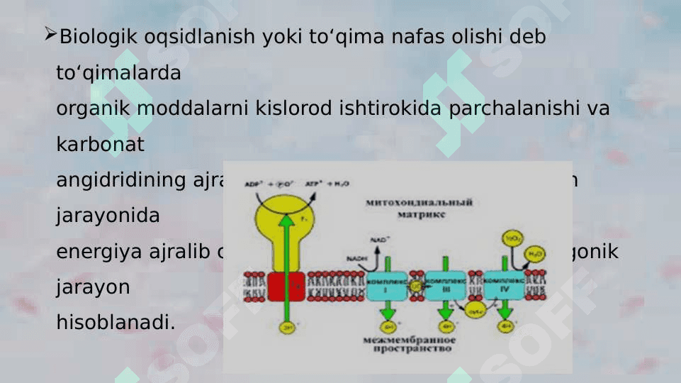 Biologik oksidlanish 3