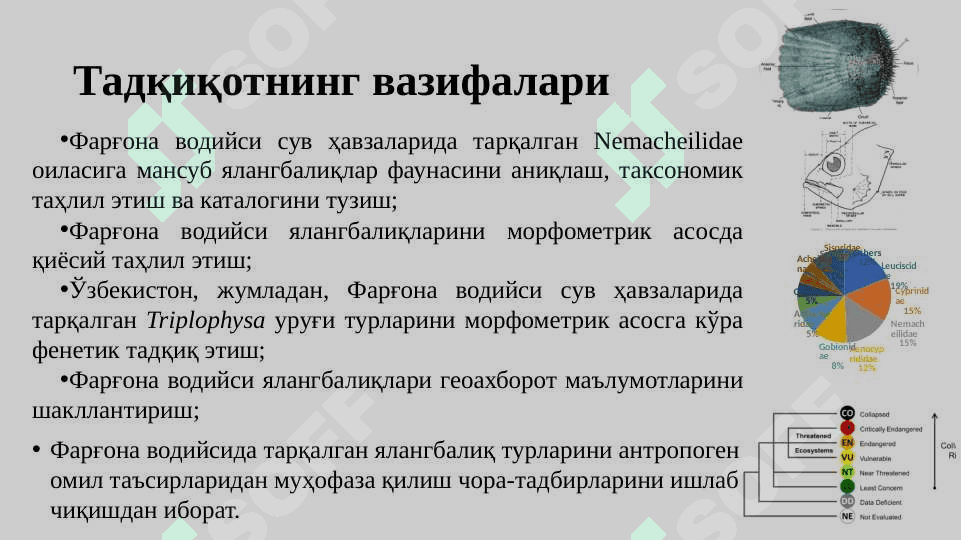 Фарғона водийси ялангбалиқлари (Teleostei: Nemacheilidae) фаунаси ва экологияси 5