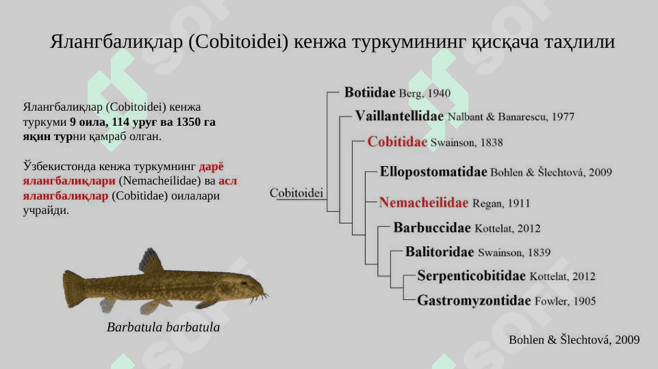 Фарғона водийси ялангбалиқлари (Teleostei: Nemacheilidae) фаунаси ва экологияси 6