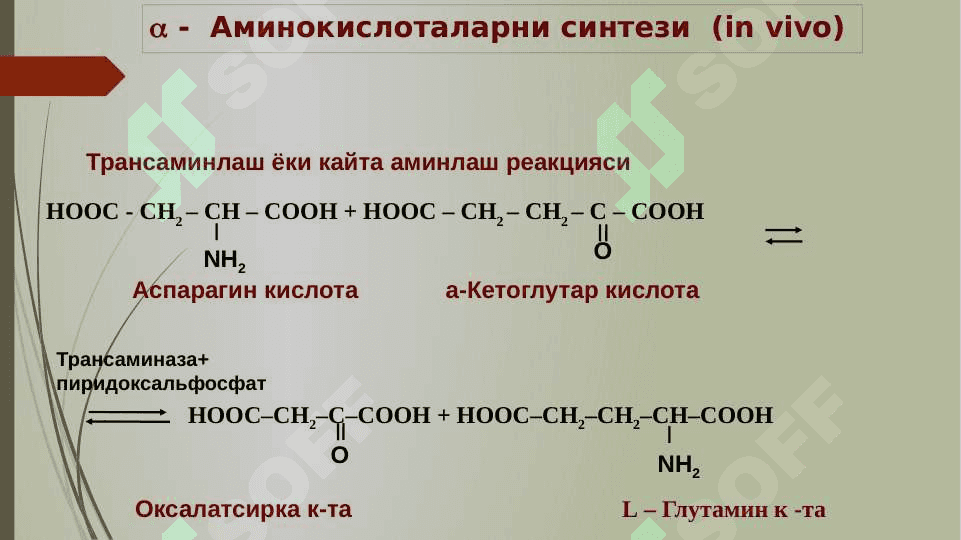 a-AMINOKISLOTALAR. PEPTIDLAR VA OQSILLAR 6