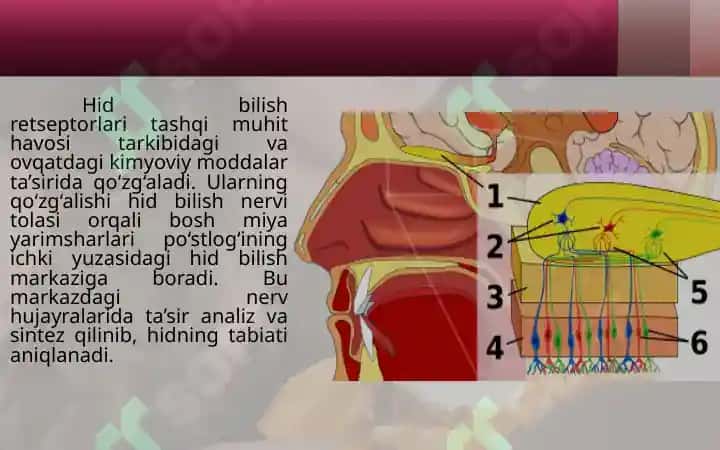 Hid va ta’m bilish organlari 3