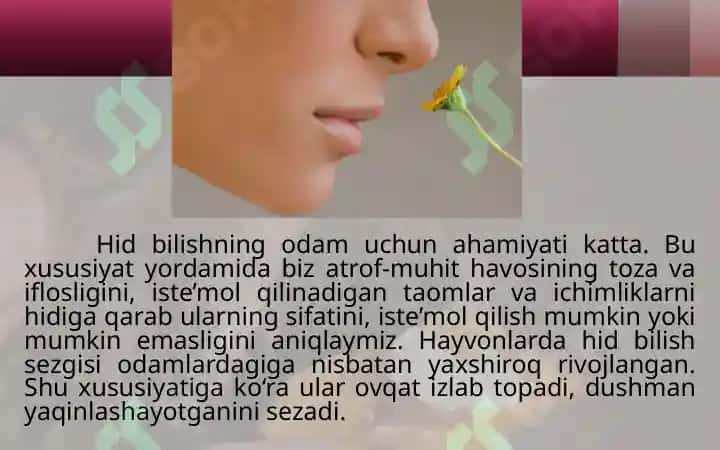Hid va ta’m bilish organlari 4