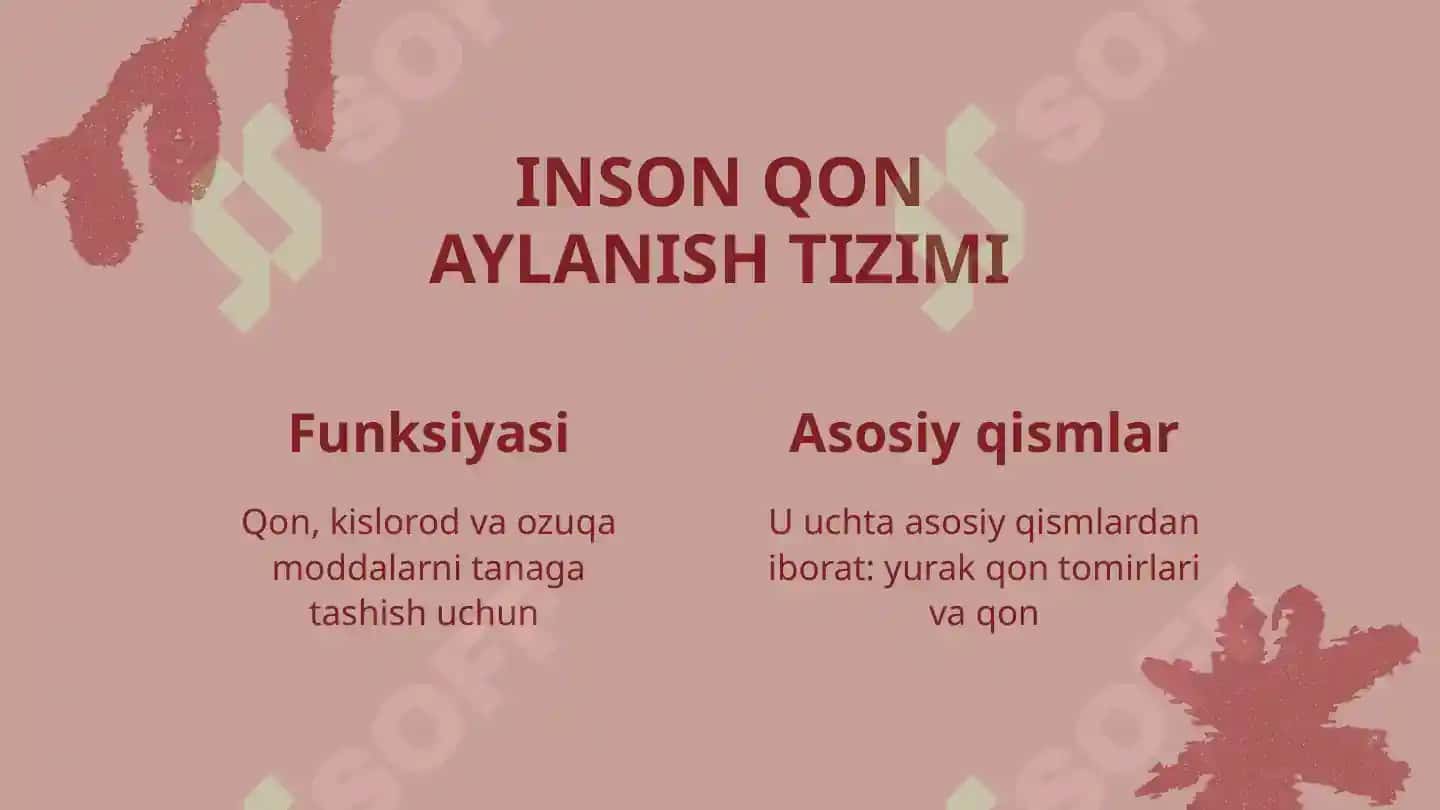 Qon aylanish tizimi 4