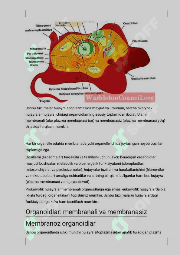 BIR MEMBRANALI ORGANOIDLAR TUZILISHI XAQIDA UMUMIY MALUMOT 3