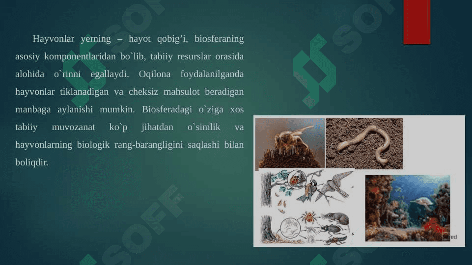 BIOSFERADA XORDALI HAYVONLARNING TUTGAN О‘RNI. 2