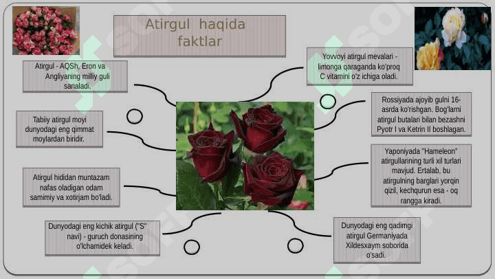 Atirgul tavfsilotlari 2