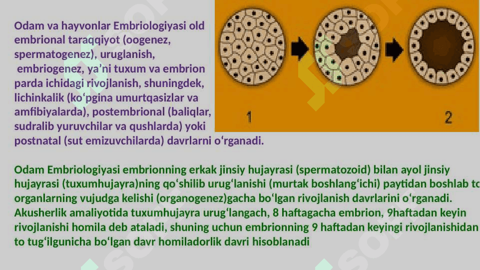 Ontogenez. Embrional taraqqiyotning xususiyatlari 4
