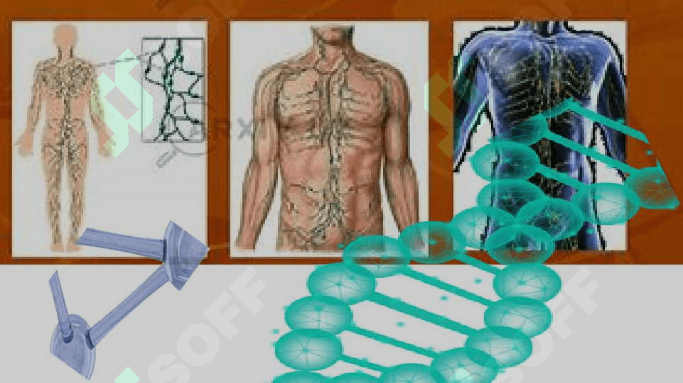 Limfa tomirlarining rivojlanishi va tuzulishining ijtimoiy va biologik muhitning ta'siri. 7
