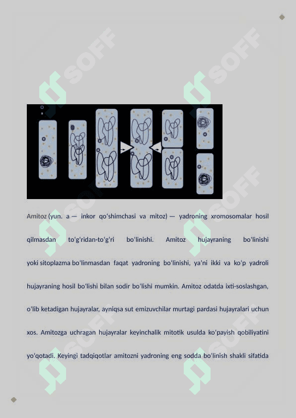 Hujayralarning bo'linish turlari. Mitoz. Meyoz. Amitoz 2