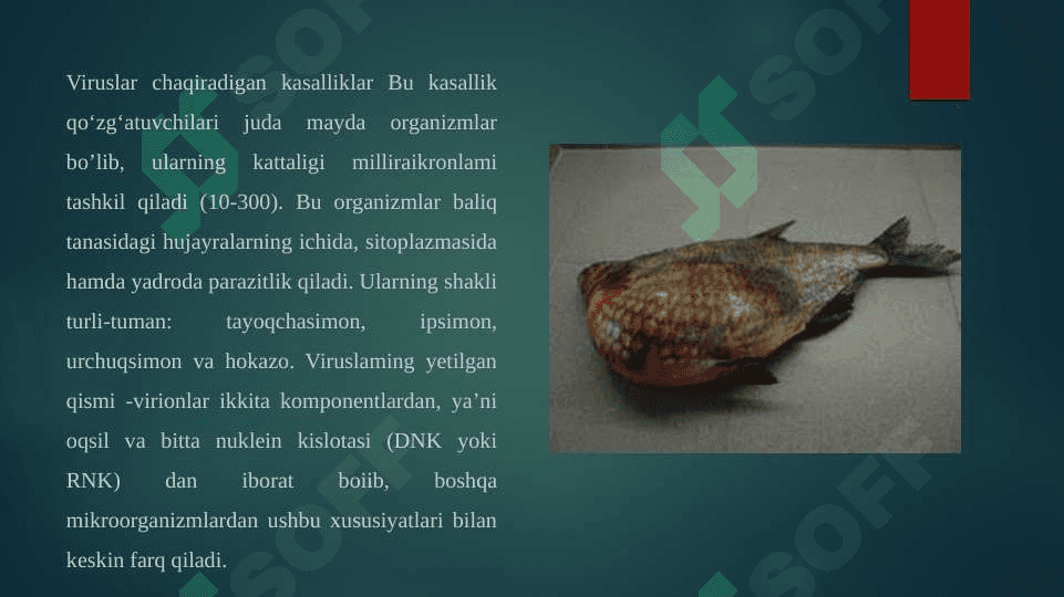 Baliqlarning virusli kasalliklari 2