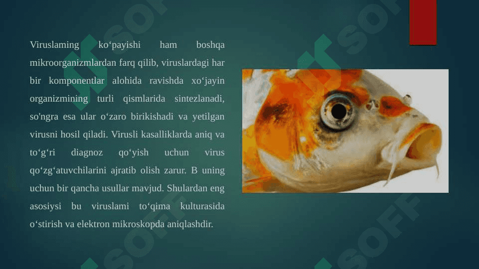 Baliqlarning virusli kasalliklari 3