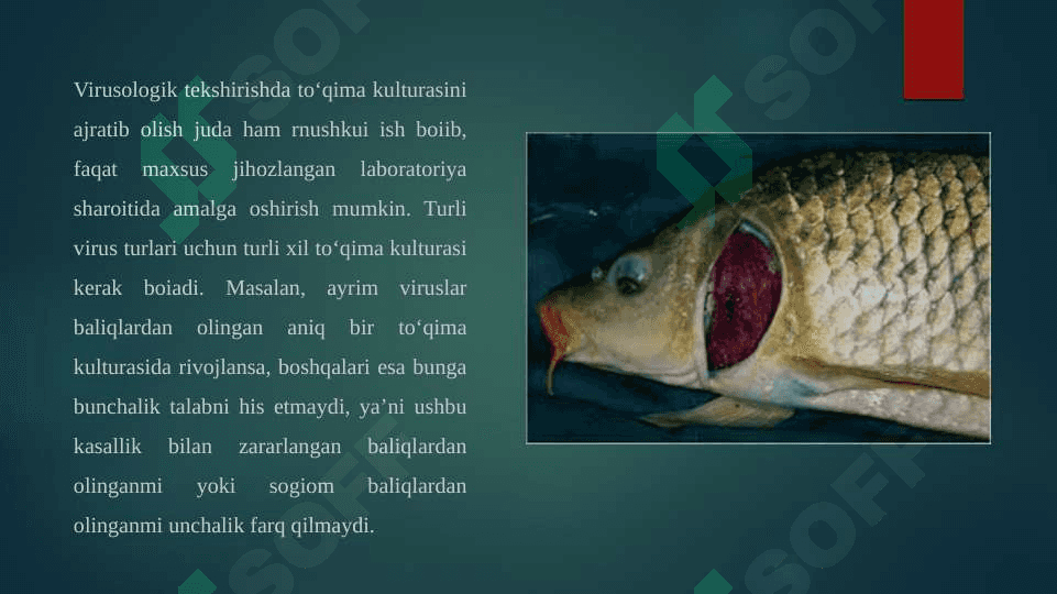 Baliqlarning virusli kasalliklari 4