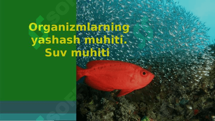 ASOSIY YASHASH MUHITLARI VA ULARGA HAYVONLARNING MOSLASHUV XUSUSIYATLARI 2