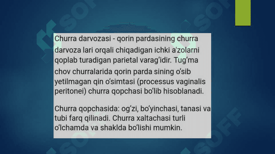 Qorin bo’shlig’i ichki churralari 8
