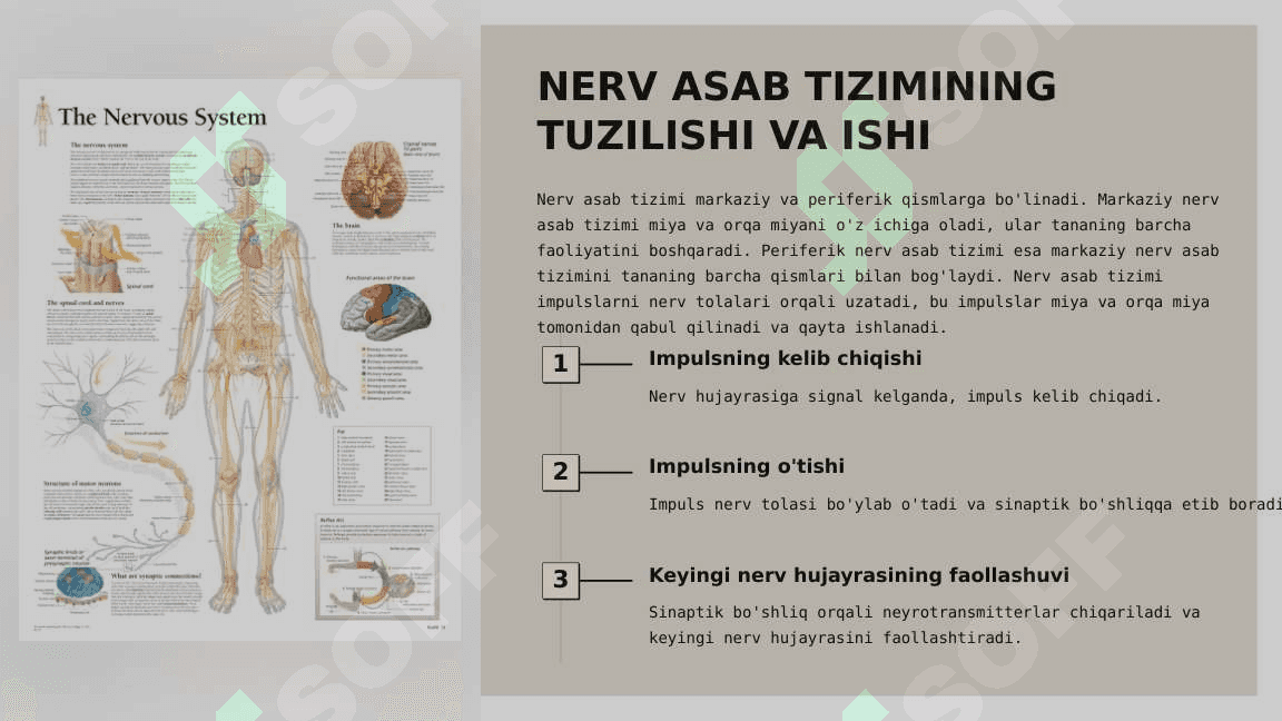 NERV-ASAB-TIZIMI-KASALLIKLARI 2