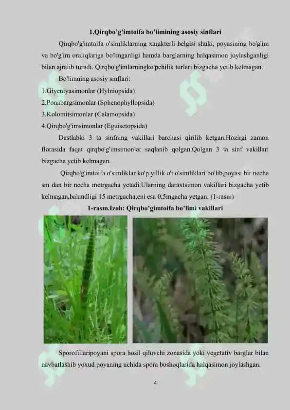 O'zbekiston yuksak o'simliklari. Qirqbo’g’imlar 4