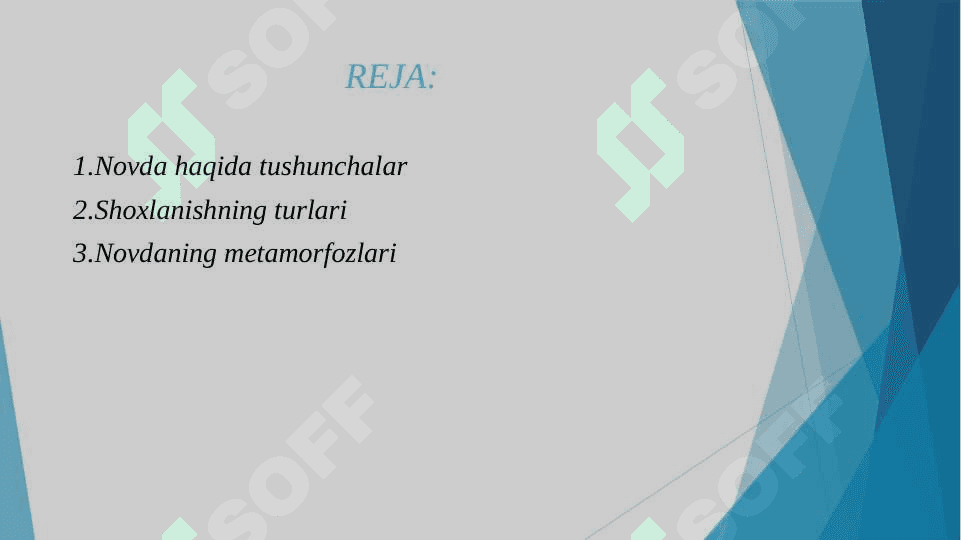 Novda metamarfozi, uning morfologik va anotomik tuzilishi 2