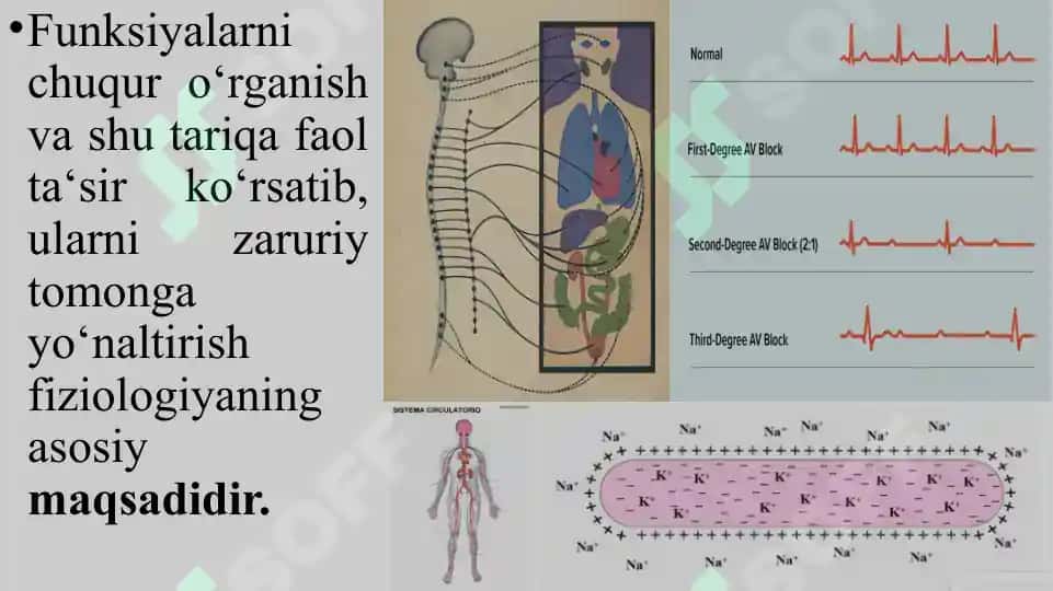 Odam va Hayvonlar Fiziologiyasi 8